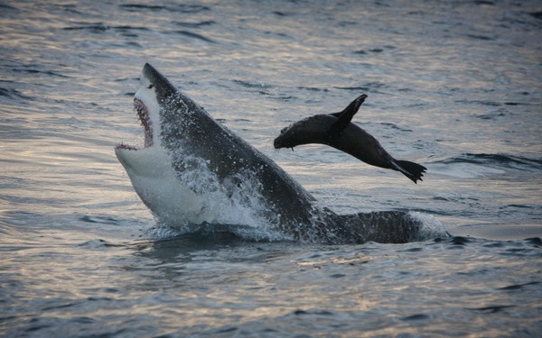 Seal Island, South Africa by Dan Callister