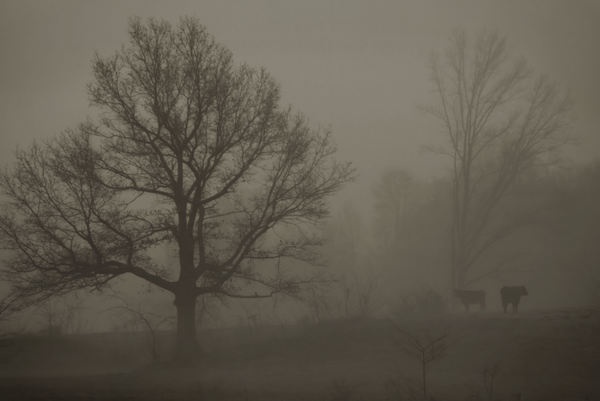 Fog's Day Out by Steven Losier01