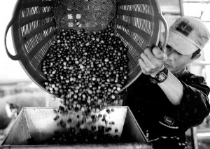 Coffee Farmers in Chiang Rai, Thailand by Richard Daniels