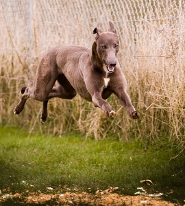 Greyhounds by Trevor Aston