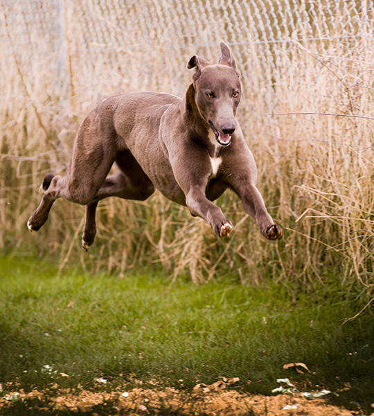 Greyhounds by Trevor Aston
