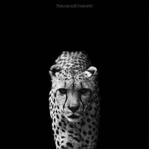 Nicolas Everiste – Dark Zoo